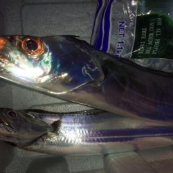 久々のコスモスクエア