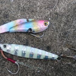 ジグでサゴシ！