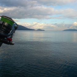 敦賀 秋のサゴシゲーム