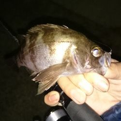 アジング釣行記