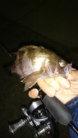 アジング釣行記