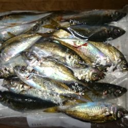 アジング釣行記