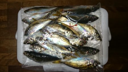 アジング釣行記