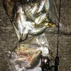 アジング釣行記