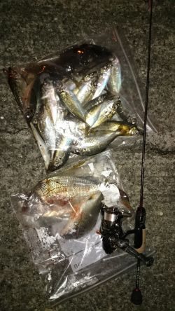 アジング釣行記