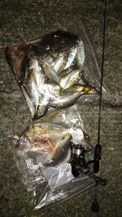 アジング釣行記