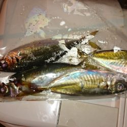 アジング釣行記