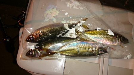 アジング釣行記