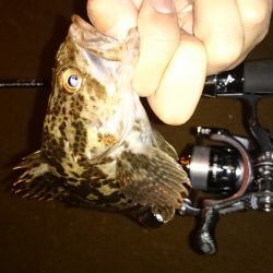 アジング釣行記