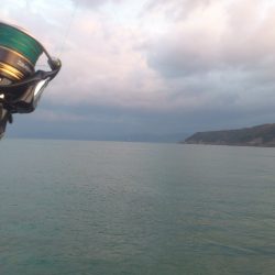 初冬?サゴシゲーム