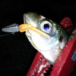 ライズ直後からアジ祭り♪