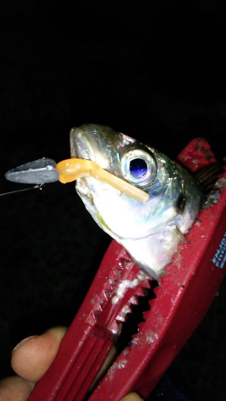 ライズ直後からアジ祭り♪