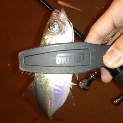アジング釣行記