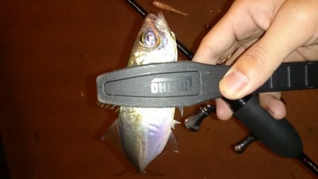 アジング釣行記