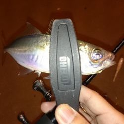 アジング釣行記