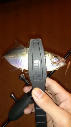 アジング釣行記