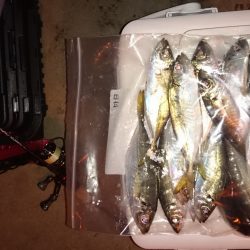 アジング釣行記