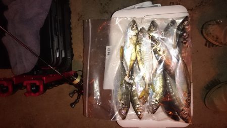 アジング釣行記