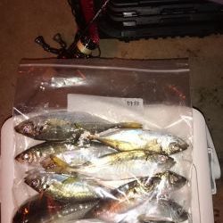 アジング釣行記