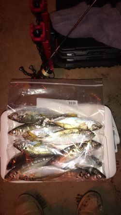 アジング釣行記