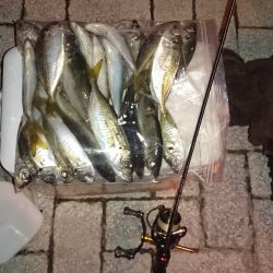 アジング釣行記