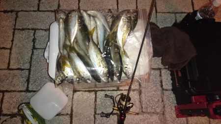 アジング釣行記