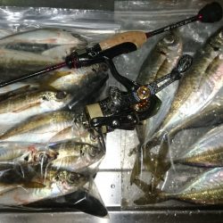 アジング釣行記