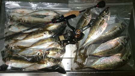 アジング釣行記