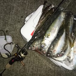 アジング釣行記