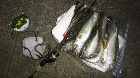 アジング釣行記