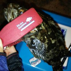 初めての大阪湾奥釣行