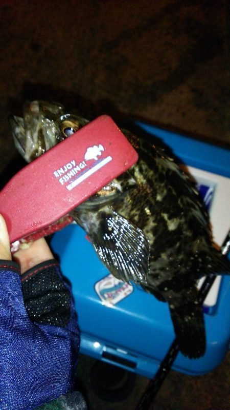 初めての大阪湾奥釣行