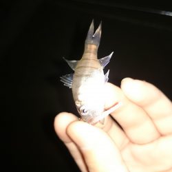 アジング釣行記