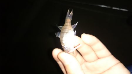 アジング釣行記