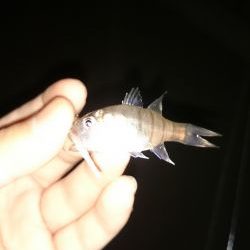 アジング釣行記