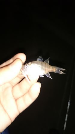 アジング釣行記