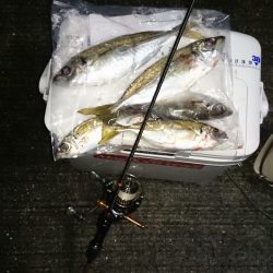 アジング釣行記