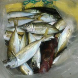 夜サビキ アジは少しも大きくなってます。