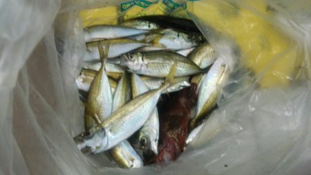 夜サビキ アジは少しも大きくなってます。