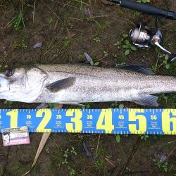 体力にまかせた釣り