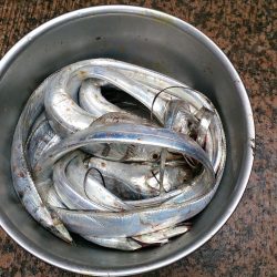 大津川尻高場にてウキ釣りで太刀魚8本get