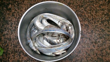 大津川尻高場にてウキ釣りで太刀魚8本get