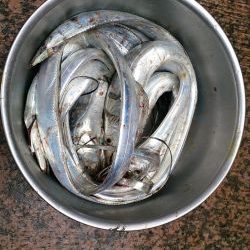 大津川尻高場にてウキ釣りで太刀魚8本get