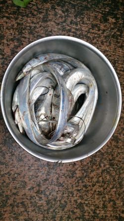 大津川尻高場にてウキ釣りで太刀魚8本get