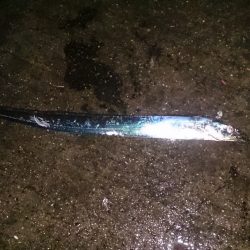 大津川尻高場で小雨の中太刀魚12匹