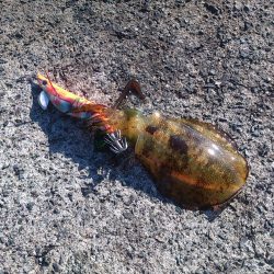 今シーズン一番のサイズ！