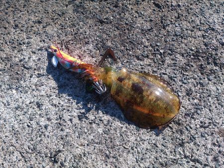 今シーズン一番のサイズ！