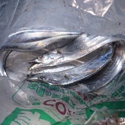 大津川尻高場にて太刀魚3匹