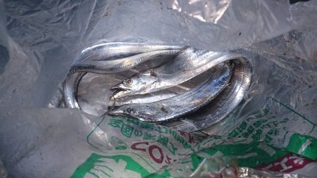 大津川尻高場にて太刀魚3匹