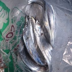 大津川尻高場にて太刀魚3匹